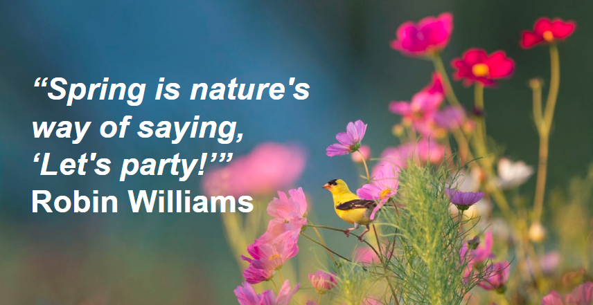 Robin Williams quote